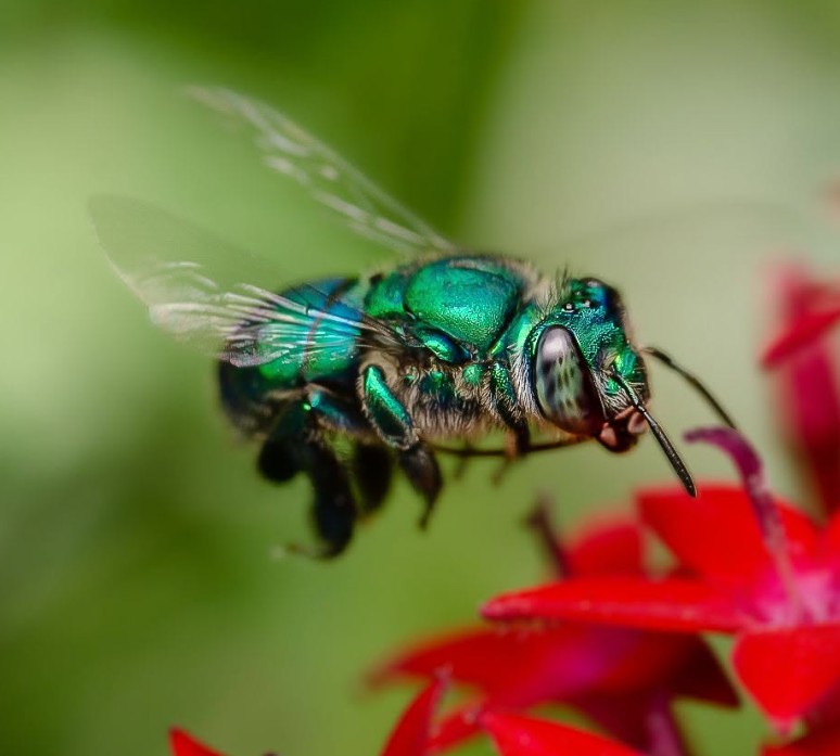 Abeja Euglossa en una flor