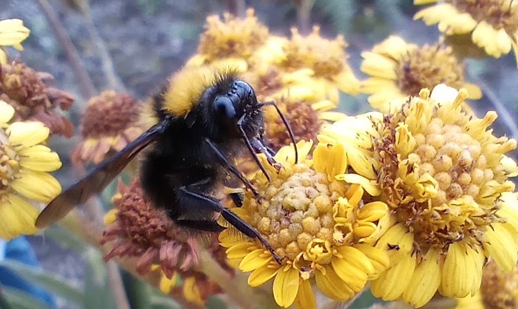Una participante mirando por la lupa binocular de campo